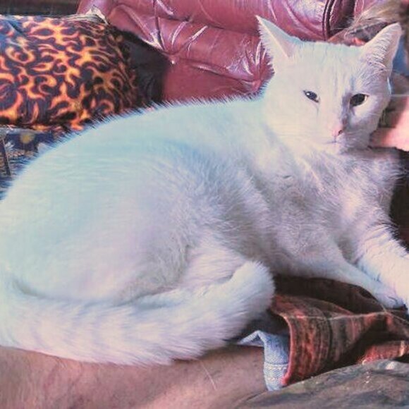 FANCY FEAST 2022, 2023 ORNAMENTS (2) NEW IN BOXES, NEVER OPENED - Picture 4 of 4